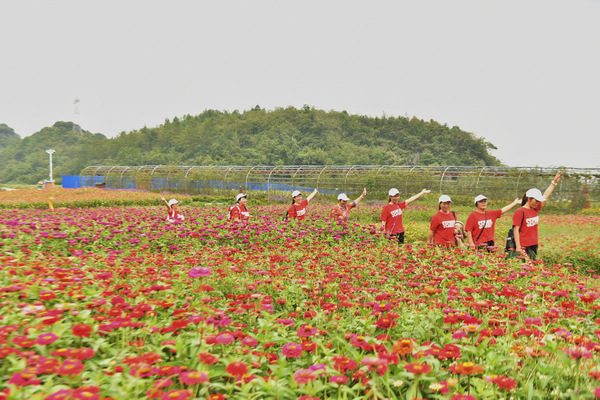 花開成海待客來。趙華海攝