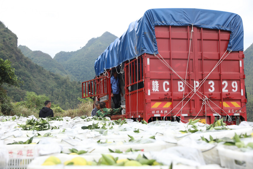 即將發往外地的臍橙
