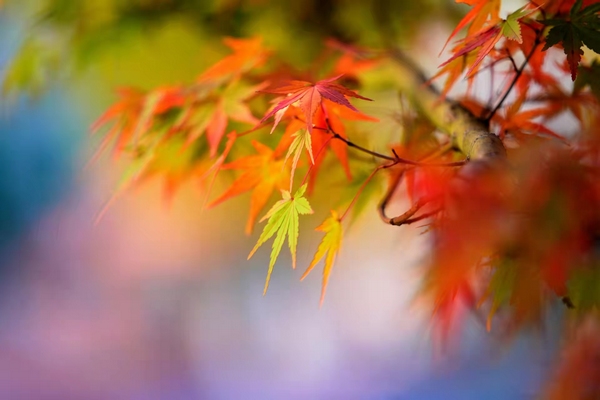 �����P�ļt���~��