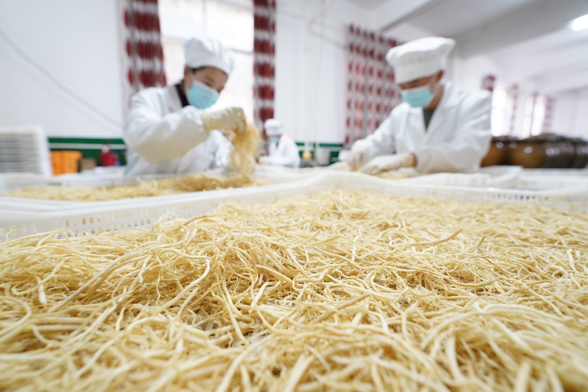 11月5日,在貴州省丹寨縣龍泉鎮馬寨村溪林韭菜根加工廠,陳章林(右)和工人在分揀已烘干的韭菜根。