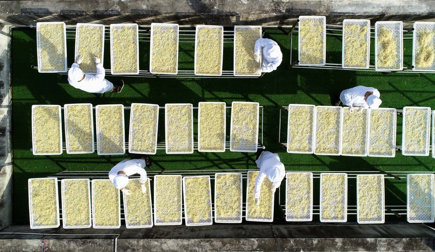 11月5日,在貴州省丹寨縣龍泉鎮(zhèn)馬寨村溪林韭菜根加工廠,陳章林(左二)和工人在晾曬韭菜根(無人機照片)。