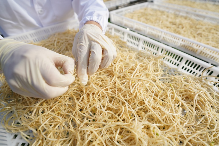 11月5日,在貴州省丹寨縣龍泉鎮(zhèn)馬寨村溪林韭菜根加工廠,陳章林在晾曬韭菜根。