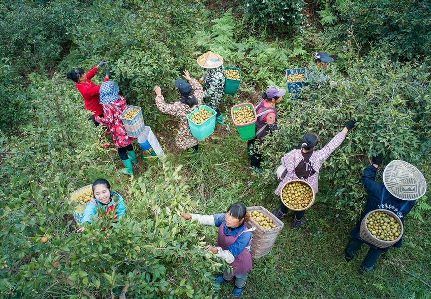天柱縣藍田鎮杞寨村油茶基地,村民們在采摘油茶果。