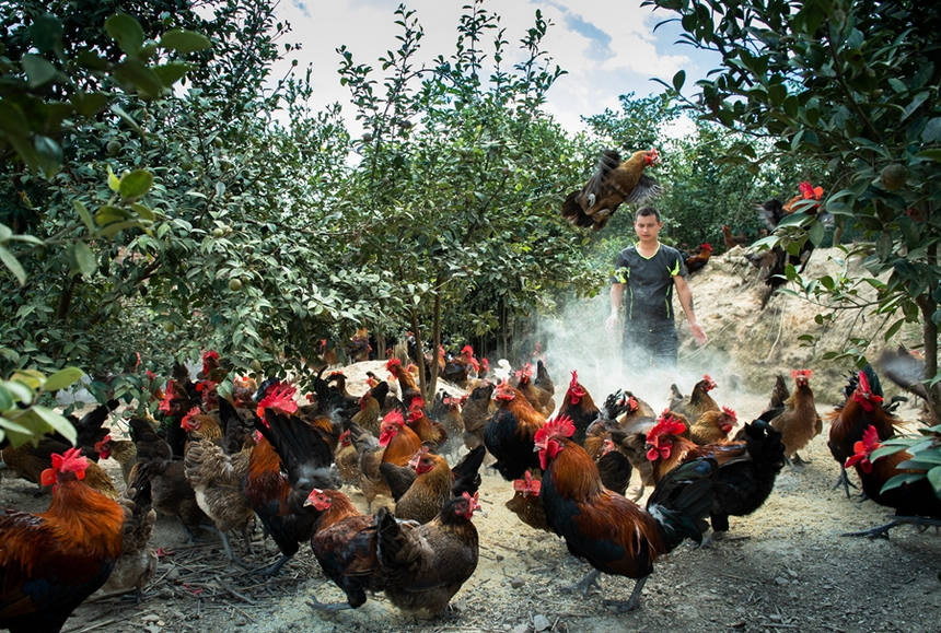 天柱縣甕洞鎮三角坡油茶基地,養殖戶在喂養“油茶雞”。