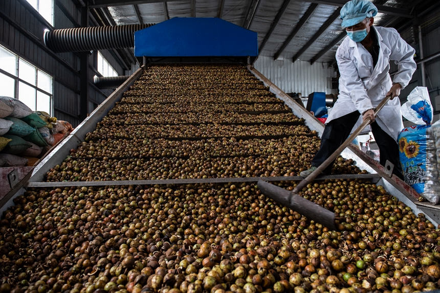 天柱縣易地移民安置點天柱永興油茶加工廠,工人在烘干油茶果。