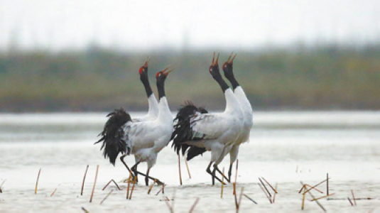 �F�ݲݺ�ӭ������Խ�����B