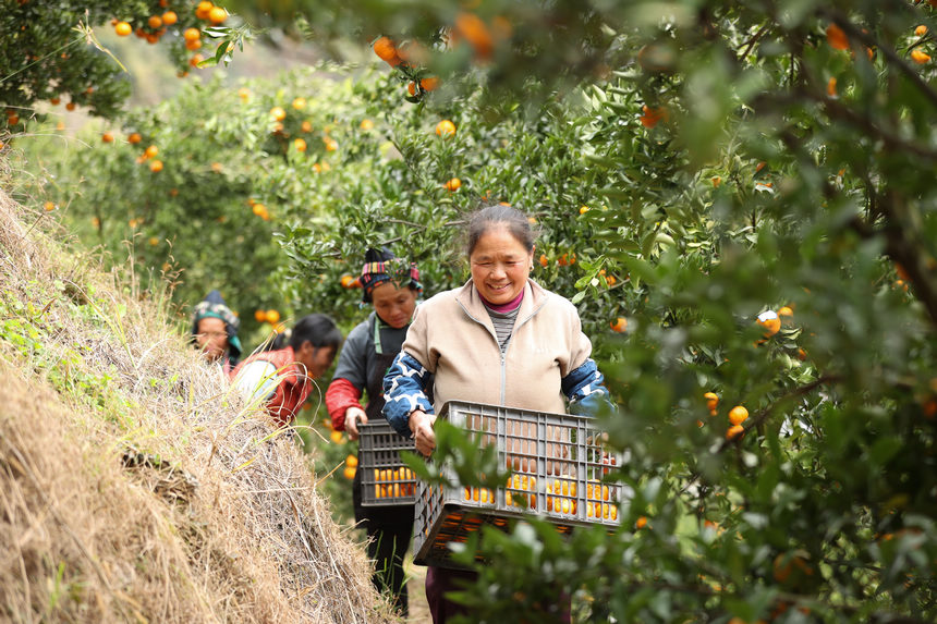 12��20�գ����F��ʡ��կ�h���{悷��ٴ�ո̷Nֲ���أ������ڰ��\���ի@�ėո̡�