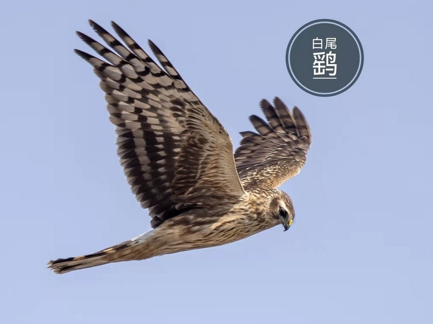 白尾鷂。郭軒攝