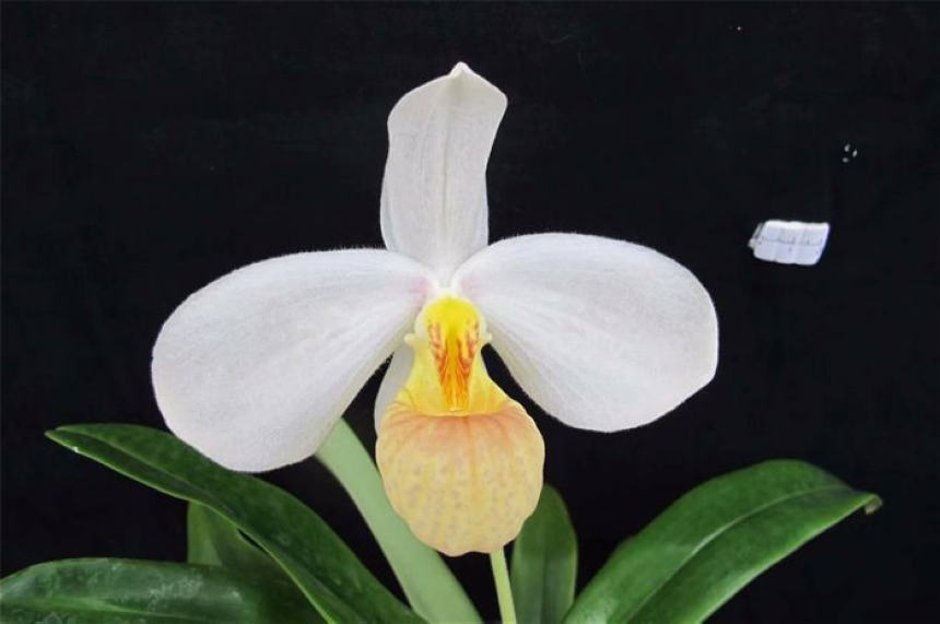 白花兜蘭。陳東升攝