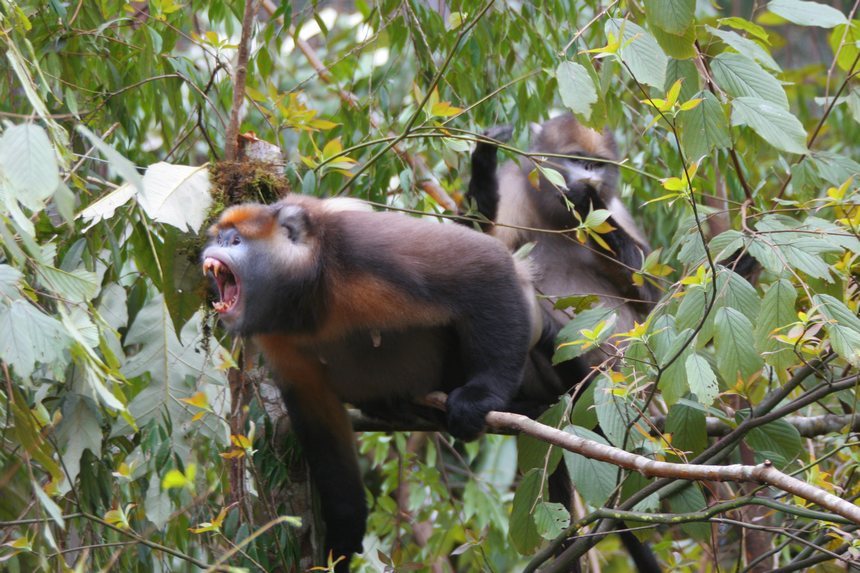 黔金絲猴。陳東升攝