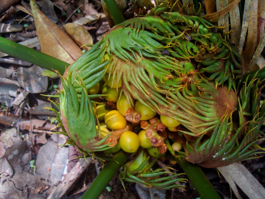 貴州蘇鐵-大孢子葉球。安明態攝