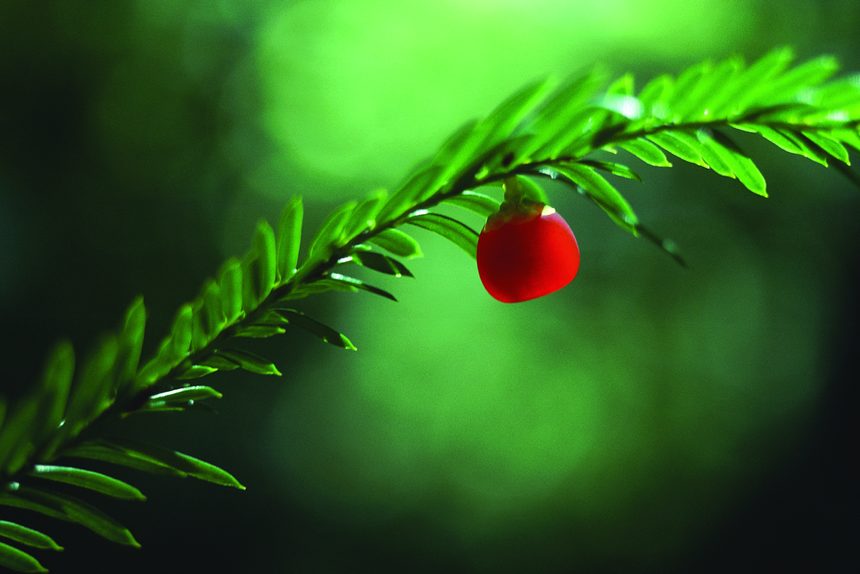 紅豆杉。陳東升攝