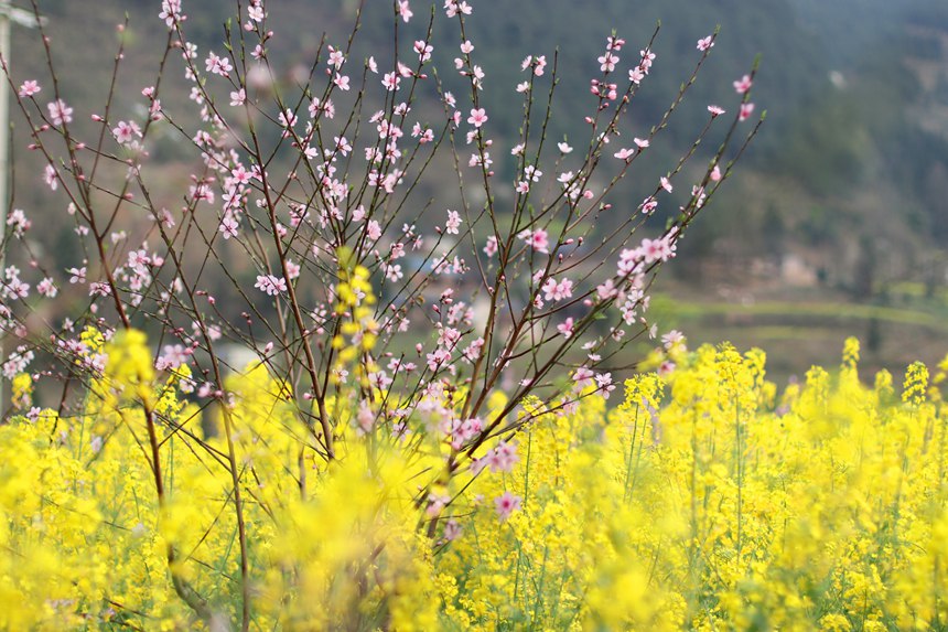 ��ɫ�ęѻ��������Ͳ˻����С�����o�z