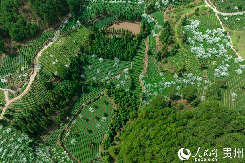 ĸȪƺ悸dţLʲ@W woz