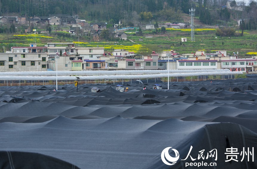 ǾNֲءW(wng) (yng)z