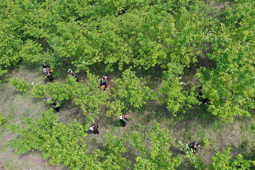 ���ӿh�������T����ҷNֲ���ء�