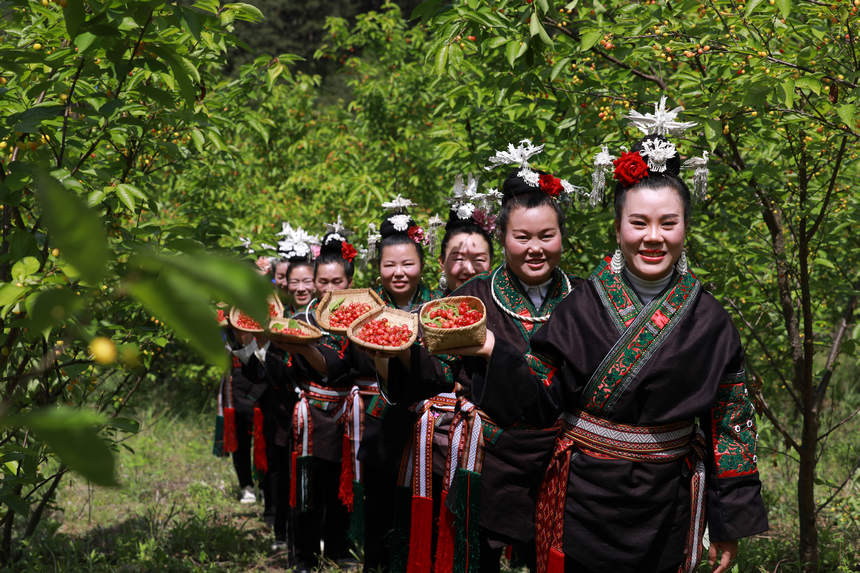 村民展示剛采摘的櫻桃。