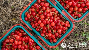 �F���Fꖣ����Ҽt�� ��������