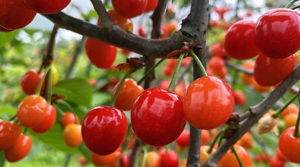 һ�w�w�t�þ�����͸�ę��Ғ�M��֦�^��