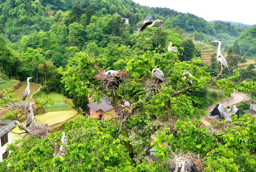 蒼鷺安營扎寨。