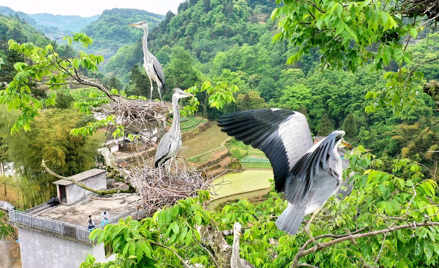蒼鷺棲息樸樹枝頭。