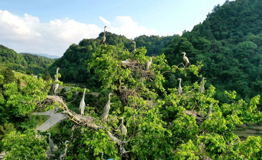 樹冠蒼鷺成群。