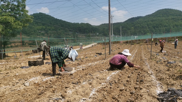 木林村壩區魔芋種植基地。