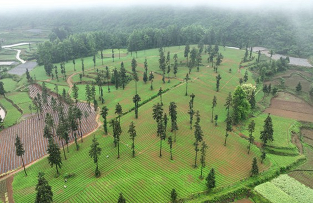 貴州岑鞏：中藥材種植走出鄉村振興特色路