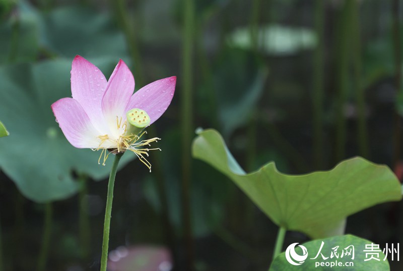 ʮӞxĺɻW(wng) mƔz