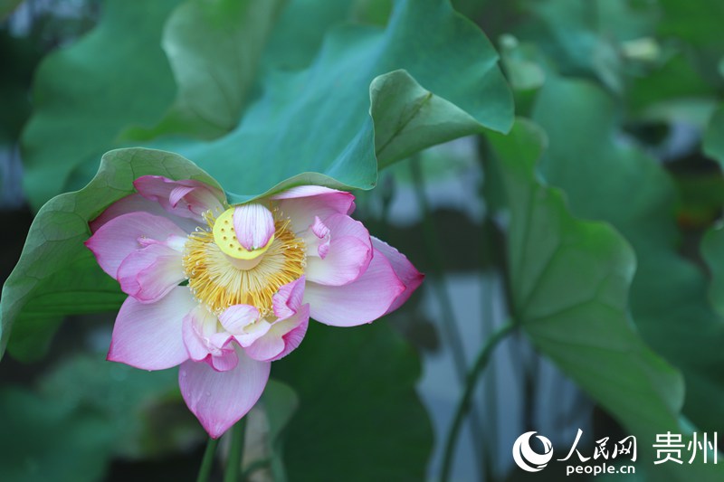 ʮӞ`ŵĺɻW mƔz