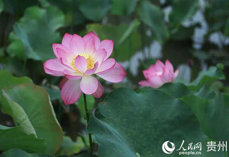 ʮӞ`ŵĺɻW mƔz