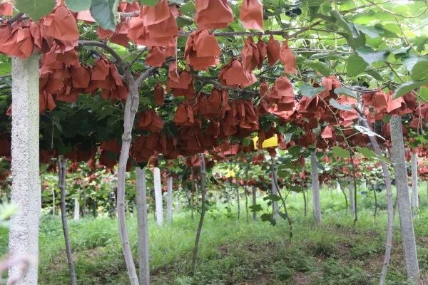 套袋的獼猴桃。