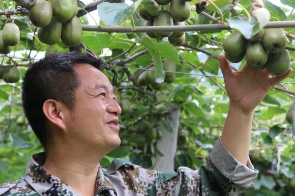 劉玉賢察看獼猴桃長勢。