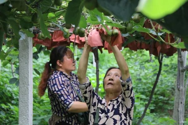 務工群眾在為獼猴桃套袋。