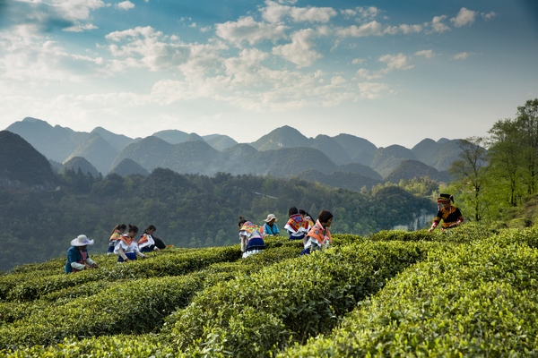 納雍高山茶采摘忙。