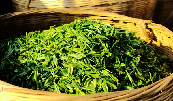 納雍高山茶春茶茶葉。