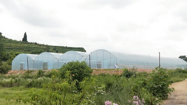 安順經開區:東西協作建大棚 拓寬鄉村振興路。陳榮慶攝