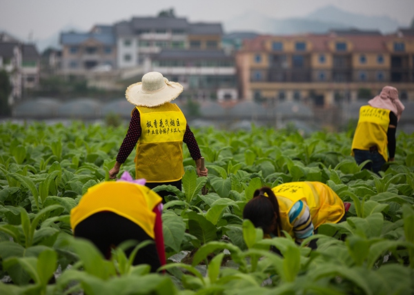 楓香花茂煙區產業綜合體產業工人在煙田中勞作。