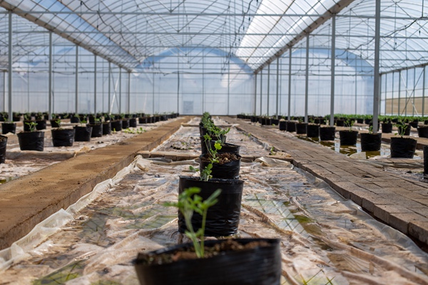 4.烤煙產業設施設備綜合運用,黔西南興義市局(分公司)岔米煙葉產業綜合體內育苗大棚用于種植西瓜,充分利用閑置育苗棚,發揮閑置設施設備最大價值。