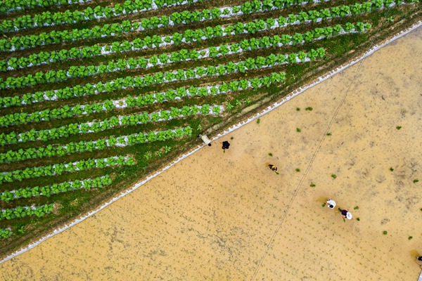 煙稻輪作,不僅可以改善土壤理化性狀,減少煙稻病蟲害,還能最大限度提高土地利用率,助力煙農增收。