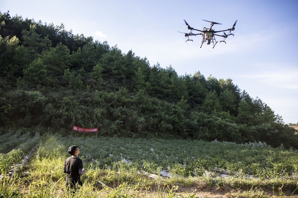貴州省黔東南苗族侗族自治州施秉縣楊柳塘鎮(zhèn)上敖村，縣農業(yè)農村局“無人機植保服務隊”在幫助村合作社種植的100余畝辣椒噴灑農藥。