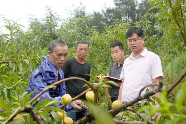 7月18日，玉屏侗族自治縣紀委監委派駐田坪鎮田沖村第一書記與村（居）務監督委員會負責人對黃桃產業發展情況開展監督檢查。
