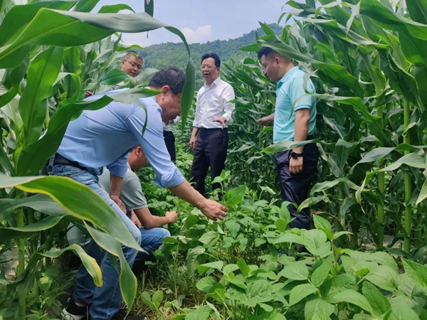 調研大豆玉米帶狀復合種植。