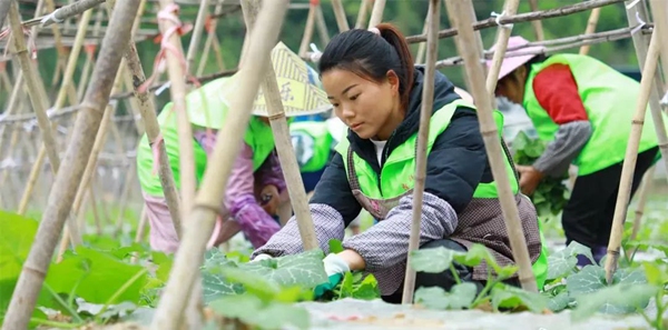 農村黨員“打卡”上班。