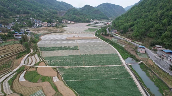 祥腳村蔬菜基地。