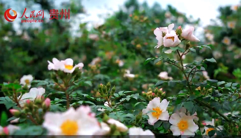 近年來，安順市結合地方實際，整合高校、企業科研力量大力促進金刺梨產業發展。自2011年推廣種植以來，安順市金刺梨種植面累計積達到30余萬畝，覆蓋全市55個鄉鎮345個村,涉及種植合作社70個、大戶523戶、散戶近2.75萬戶，帶動9.52萬人受益。