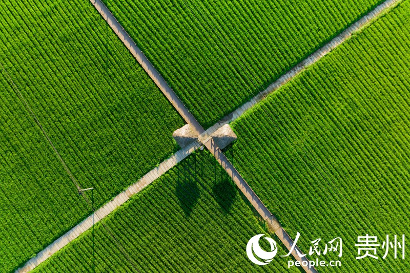 花茂村的稻田穿插其中的機耕道構成一幅優美的風景畫。人民網 涂敏攝