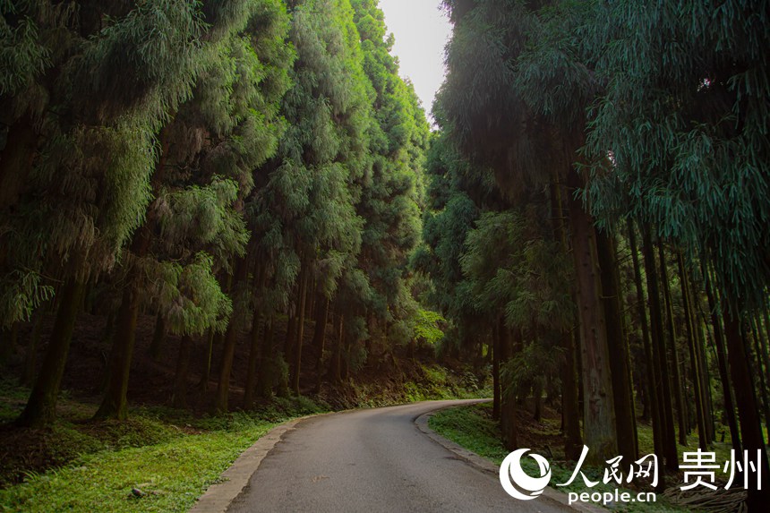 蜿蜒曲折的小路旁樹木郁郁蔥蔥。人民網 陽茜攝