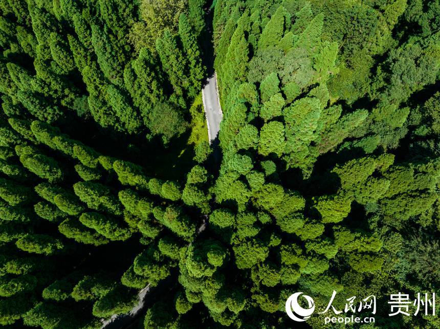 陽光灑在茂密的森林上。人民網 陽茜攝