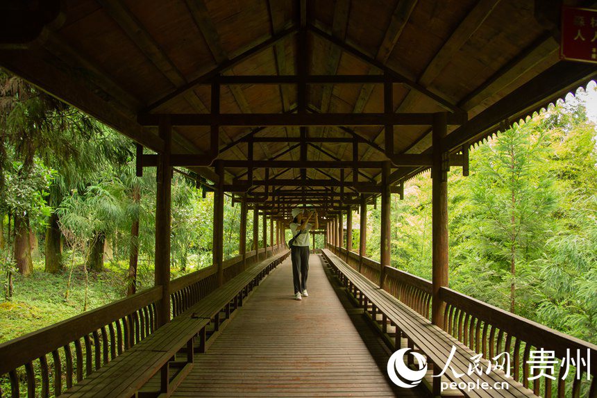 游客穿行在林間步道上留影拍照。人民網(wǎng) 陽茜攝